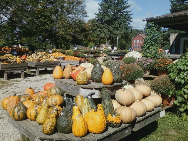 Fall at Edmondson's Farm